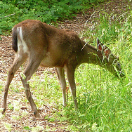 Washington deer